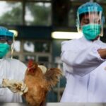 OMS mantiene en “bajo” el riesgo global de la gripe aviar, pese a infecciones en ganado.